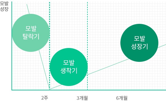 모발탈락기 -> 모발 생착기 -> 모발 성장기
