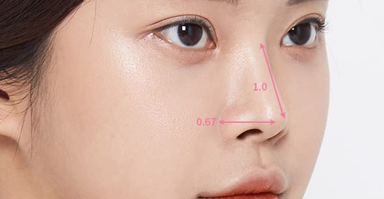 이상적인 코의 비율